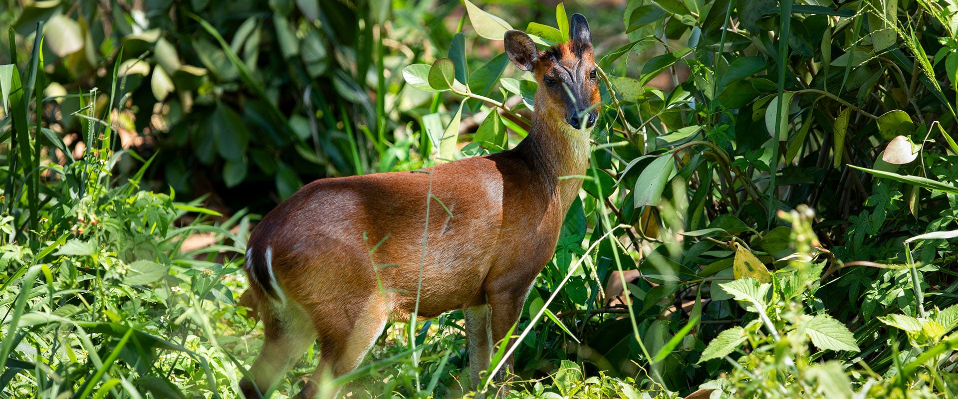 W15 Hanthana Tea Estate Bungalow Sri Lanka Wildlife
